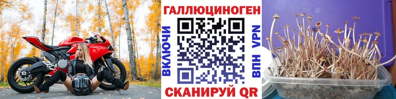 blacksprut зеркало  Кола  Галлюциногенные грибы MAGIC MUSHROOMS 